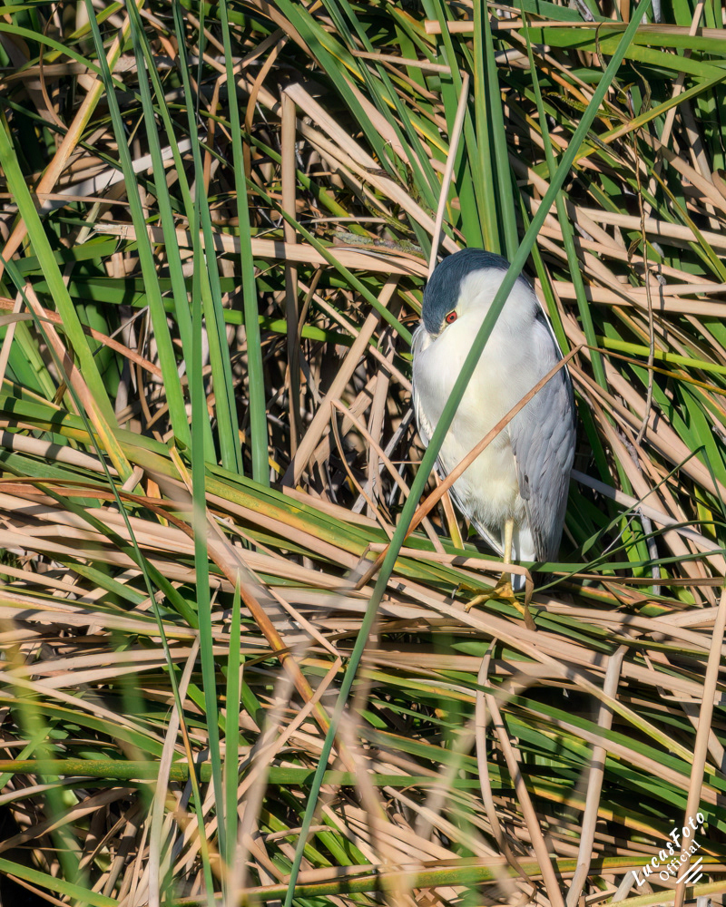 Black-crowned Night Heron