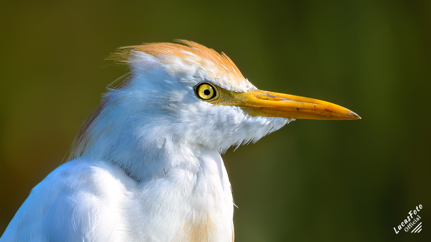 Cattle Egret