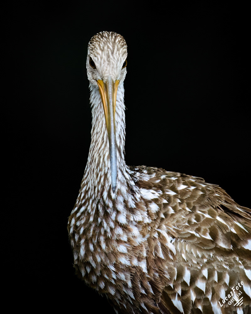 Limpkin