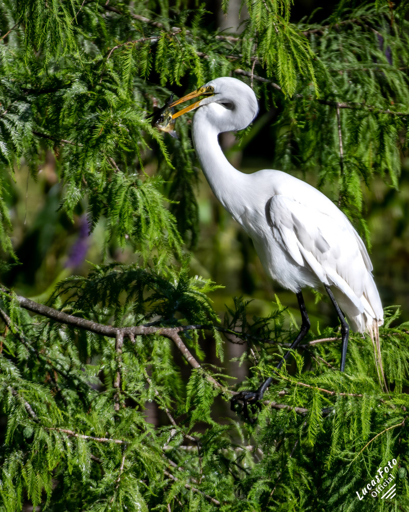 Great Egret