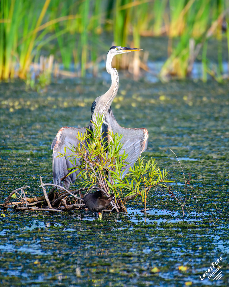 Great Blue Heron