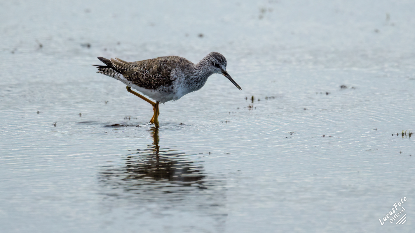 Lesser Yellowlegs