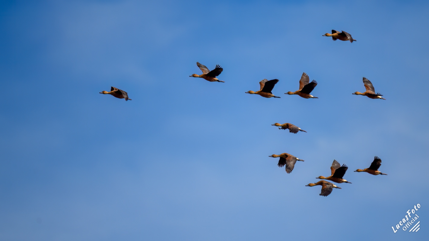 Fulvous Whistling-Duck
