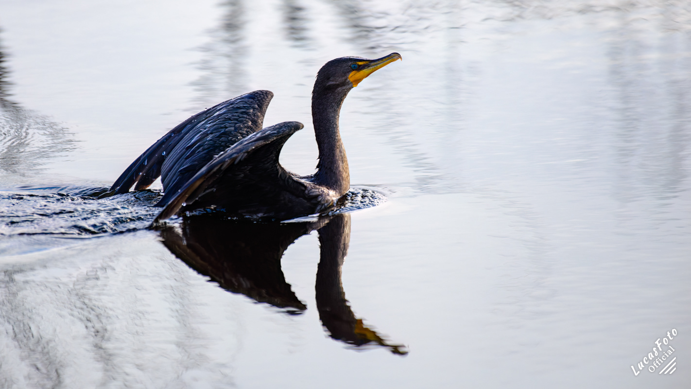 Double-crested Cormorant
