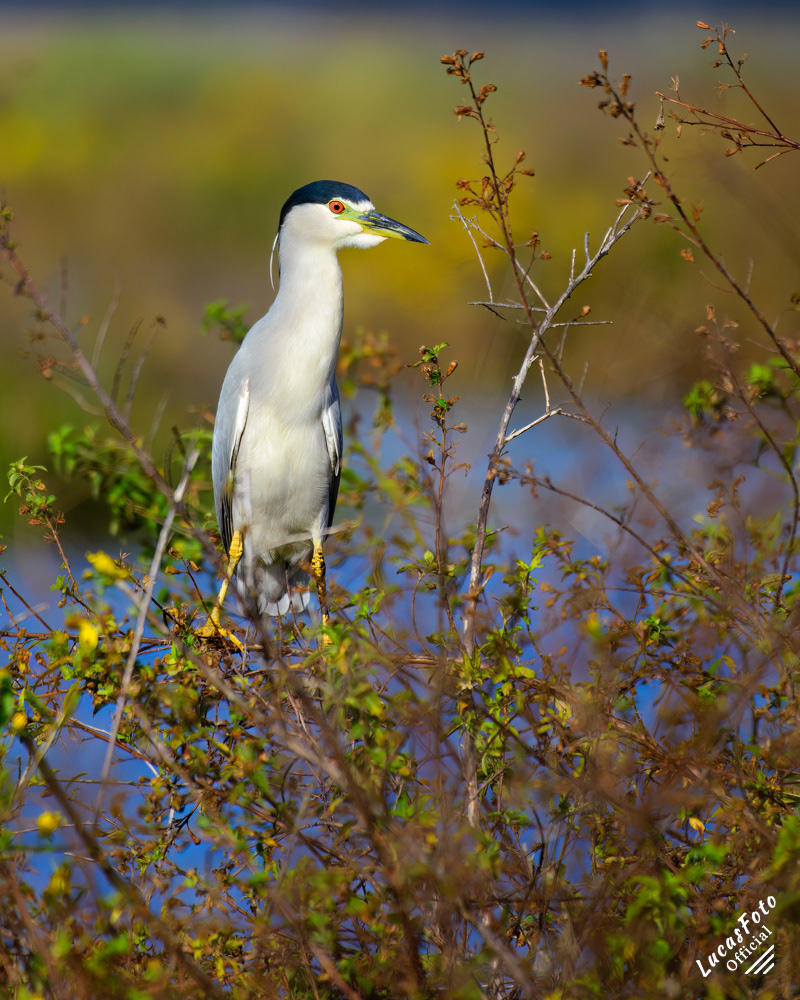 Black-crowned Night Heron