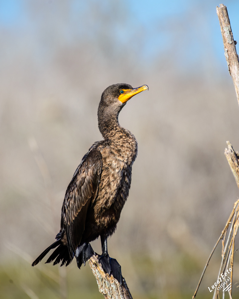Double-crested Cormorant