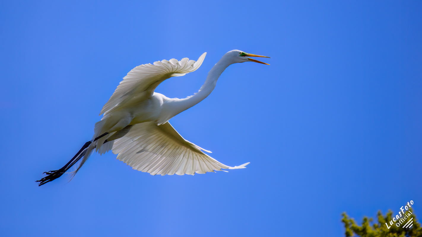 Great Egret