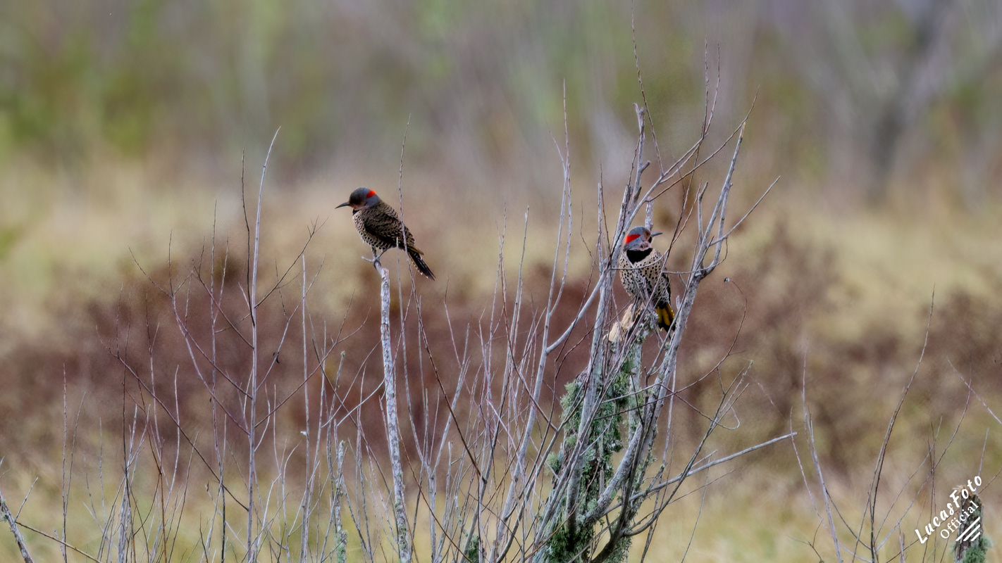 Northern Flicker