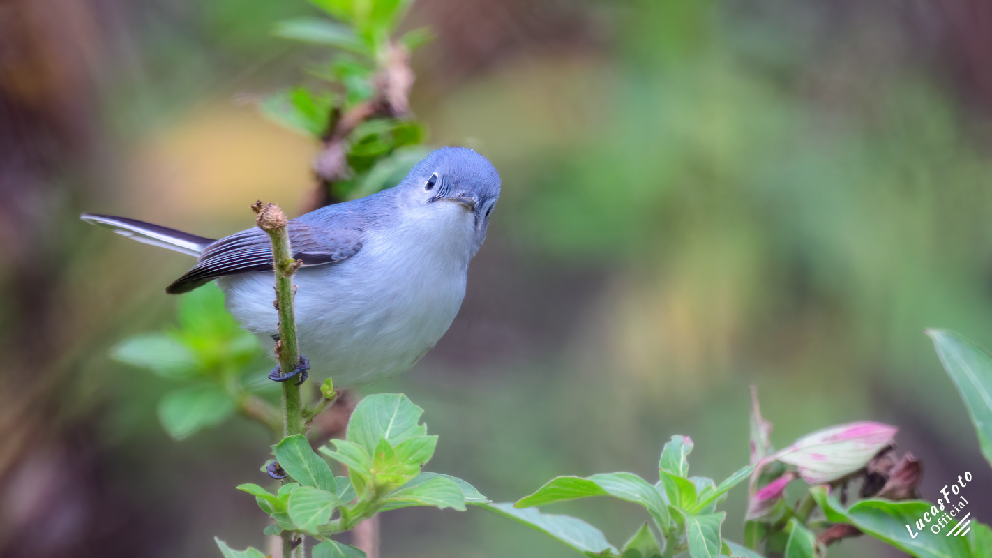 Blue-gray Gnatcatcher