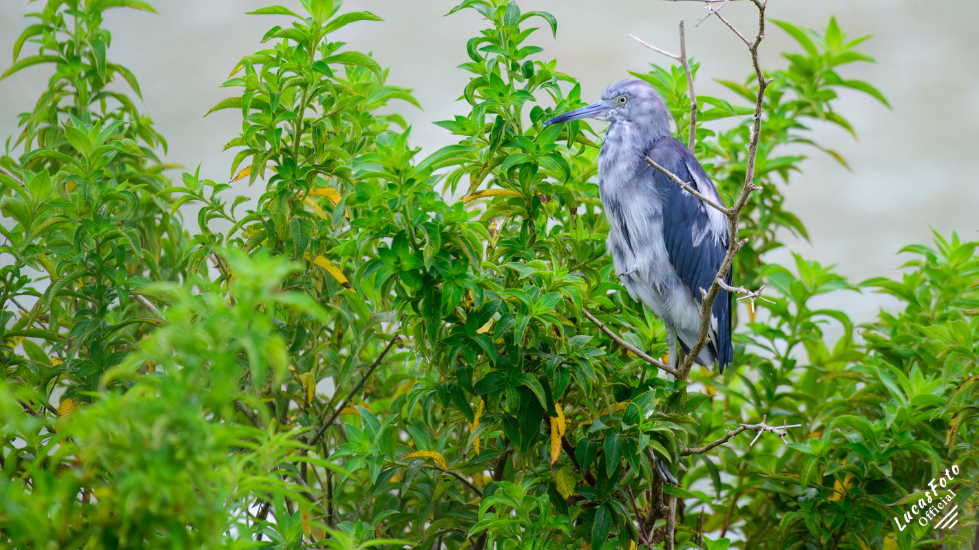Juvenile Little Blue Heron