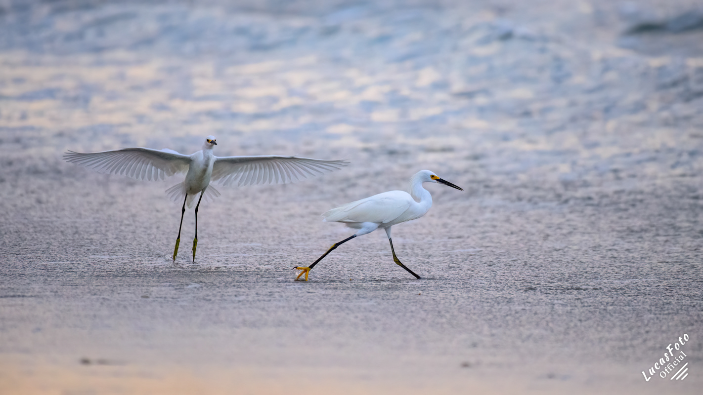 Snowy Egret