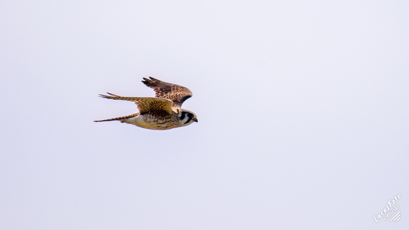 American Kestrel