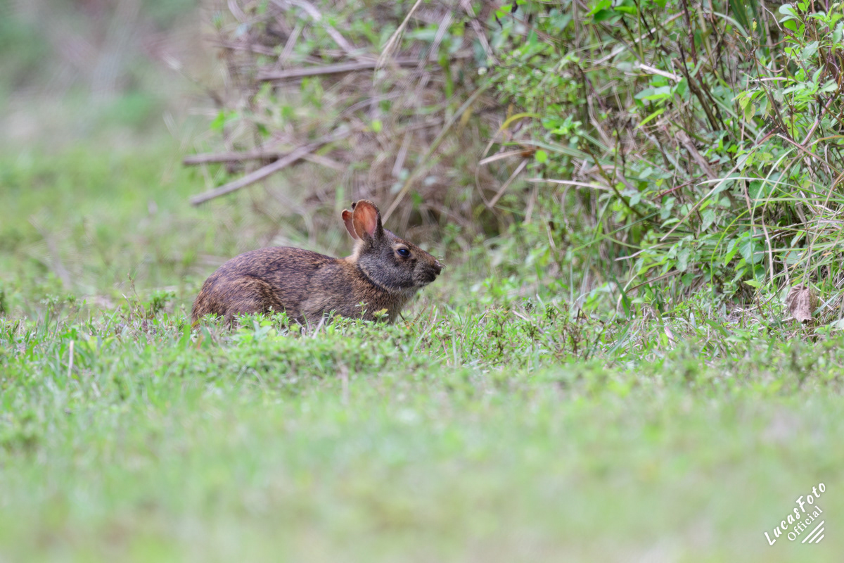 Marsh Rabbit
