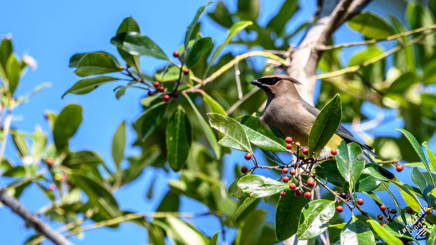 Cedar Waxwing