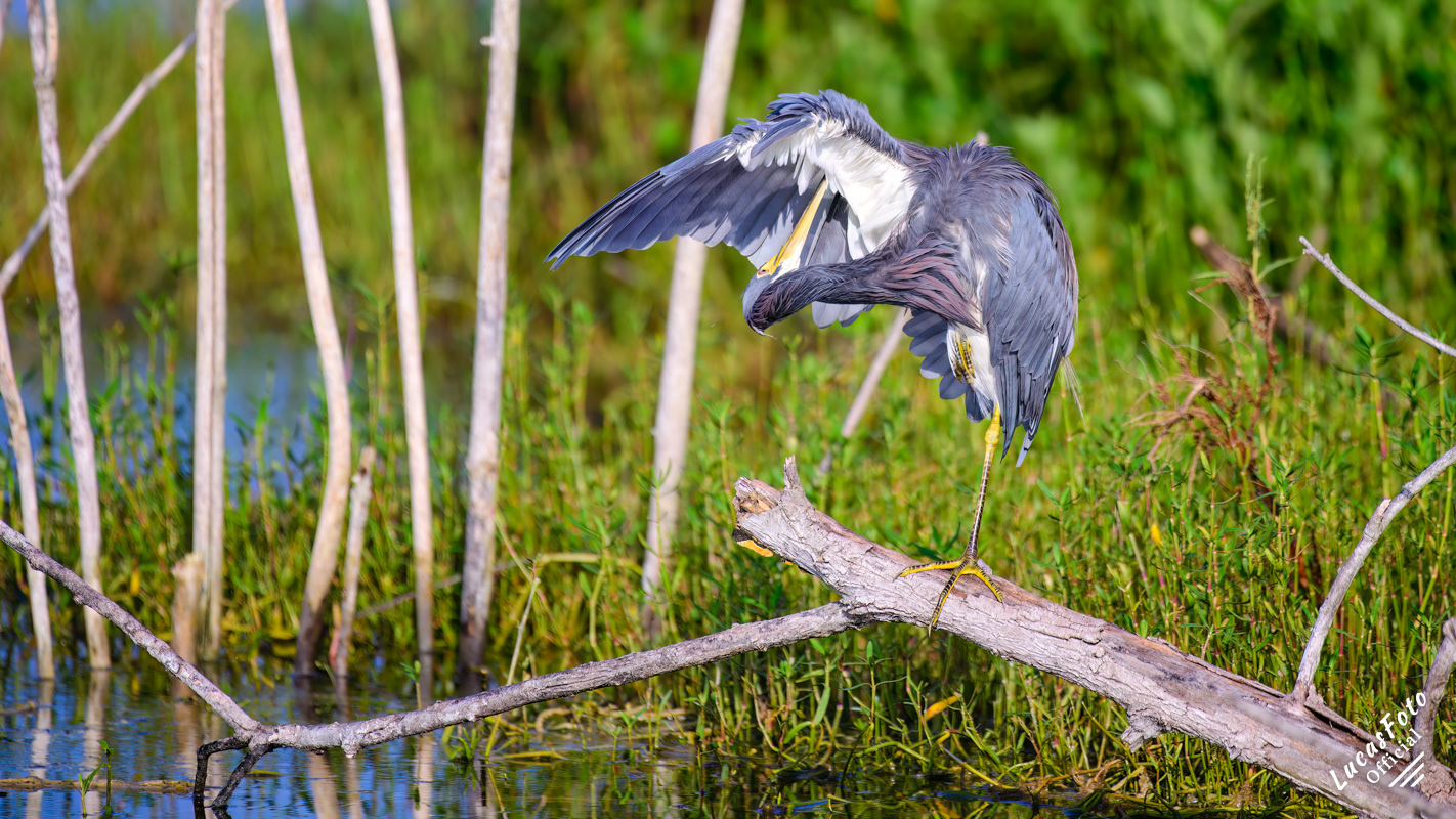 Tricolored Heron
