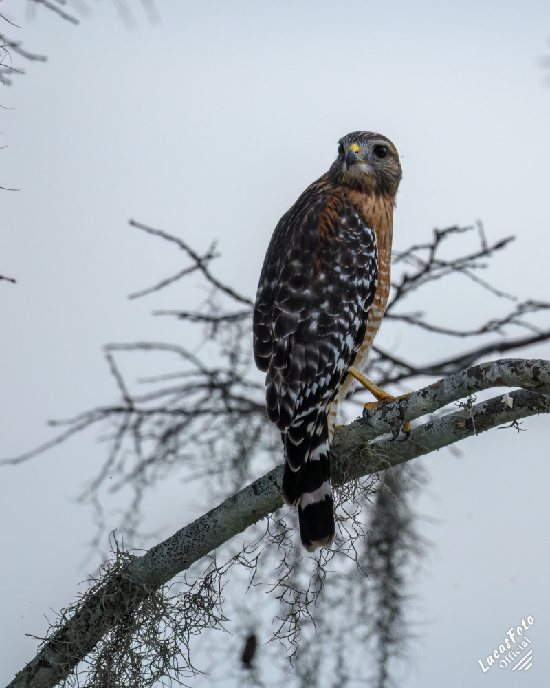 Red-shouldered Hawk