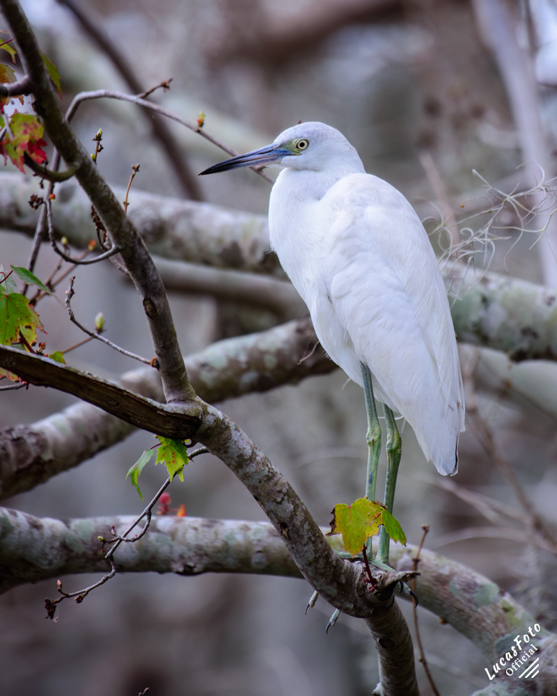 Juvenile Little Blue Heron