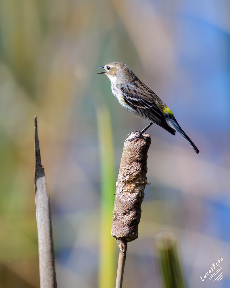 Yellow-rumped Warbler