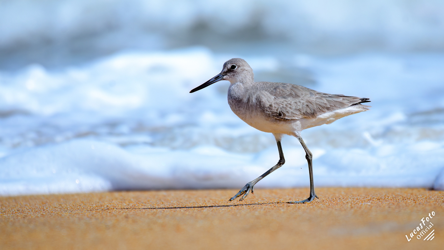 Willet