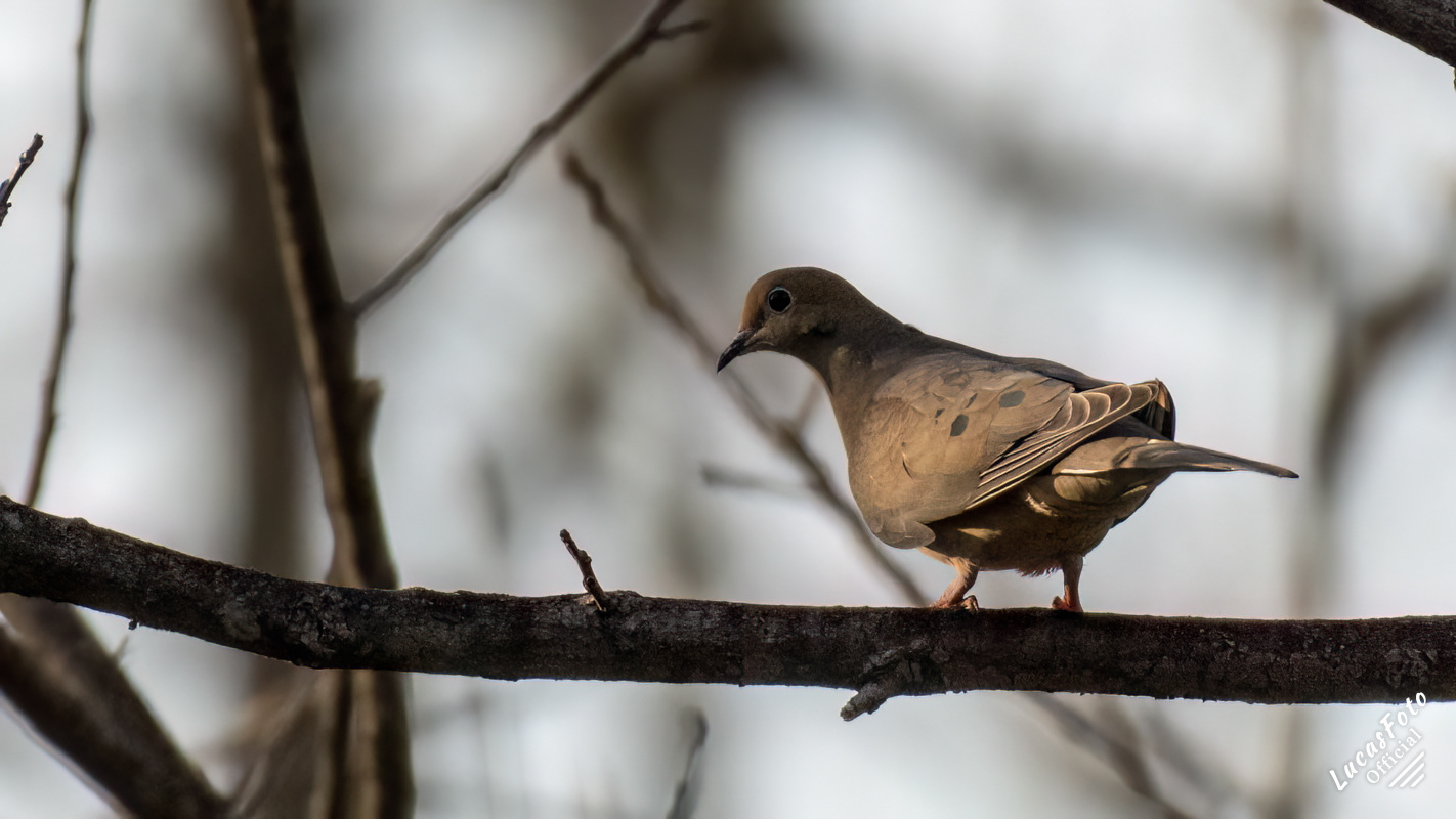 Mourning Dove