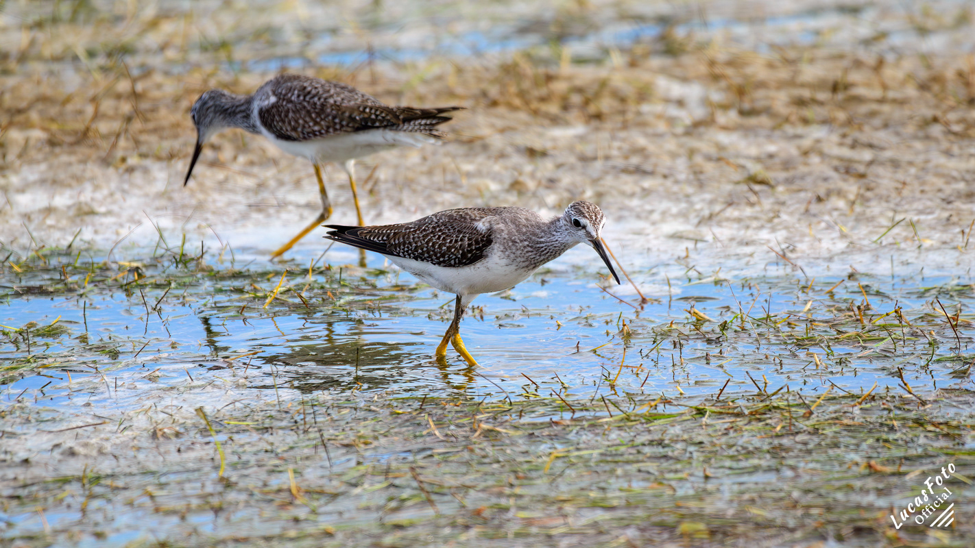 Lesser Yellowlegs