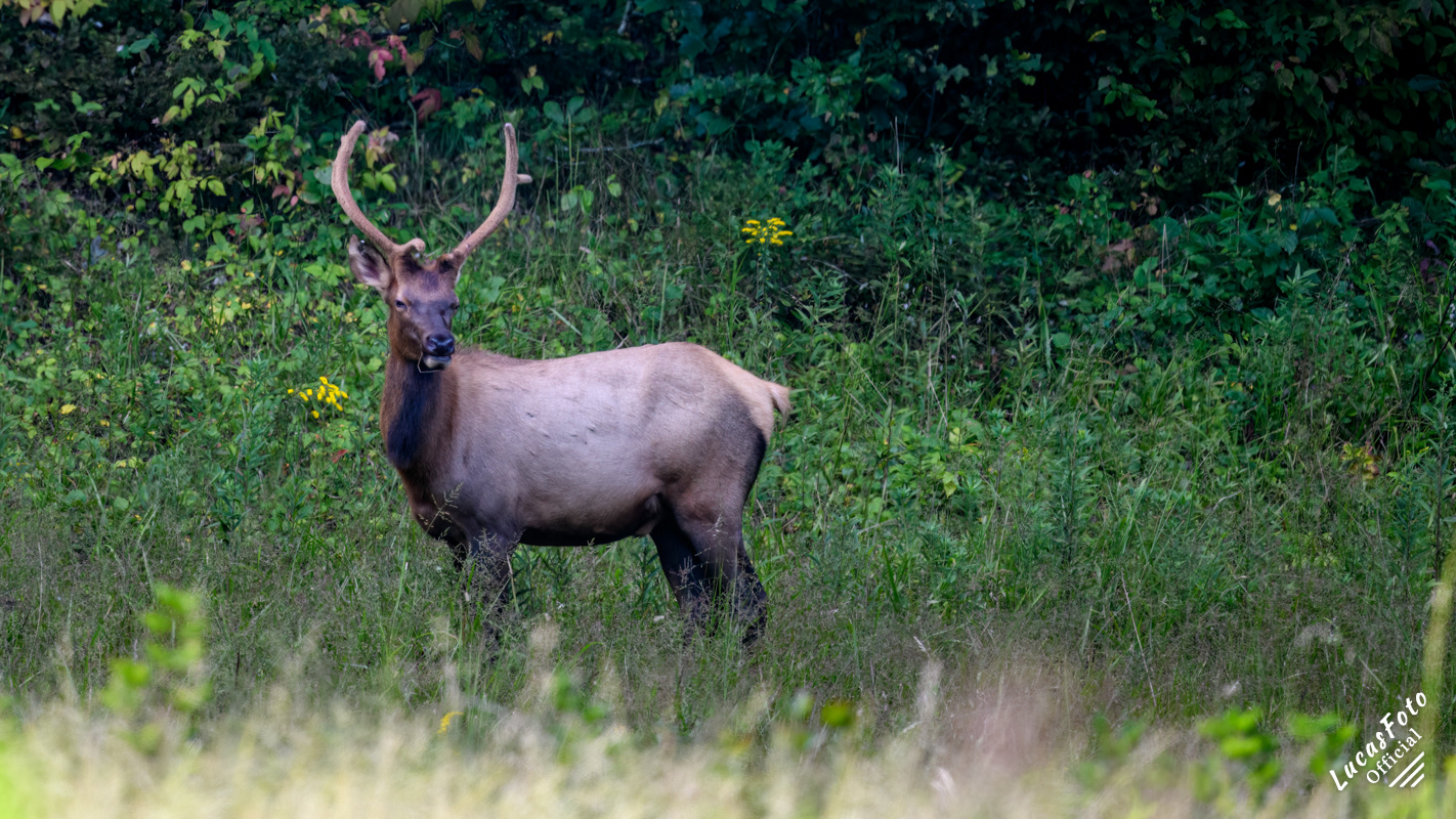 Elk