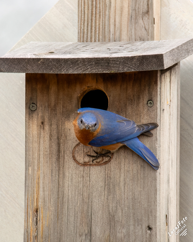 Eastern Bluebird