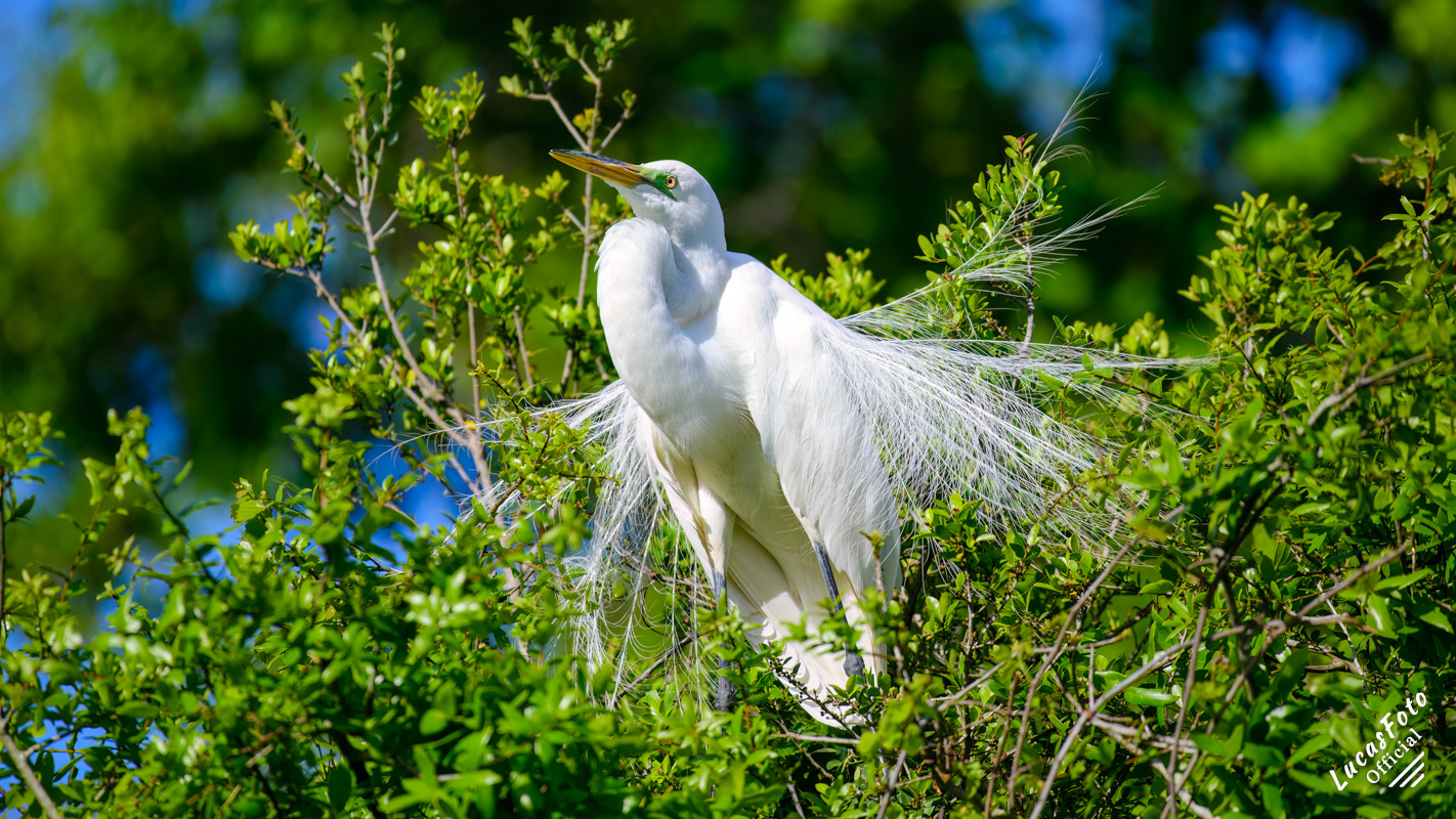 Great Egret