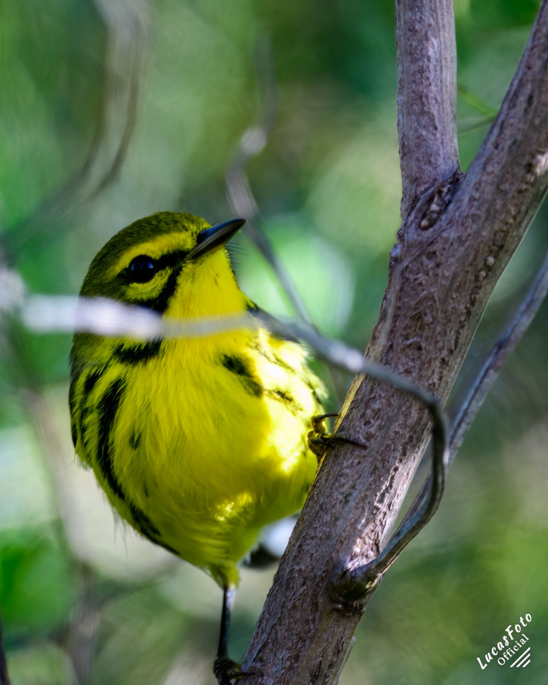 Prairie Warbler