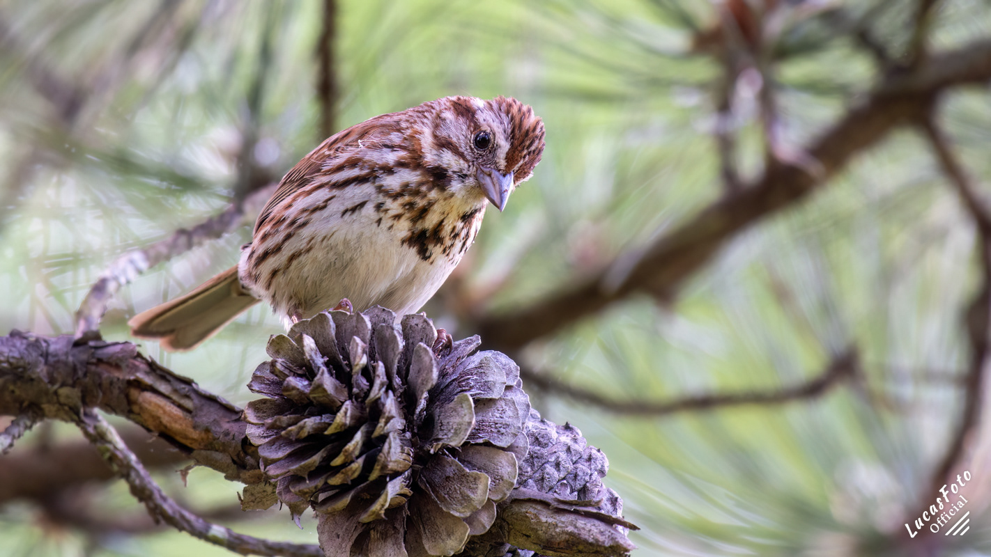 Song Sparrow