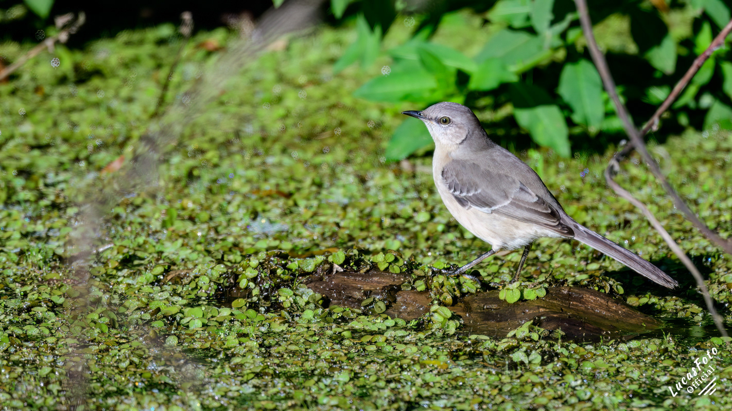 Northern Mockingbird