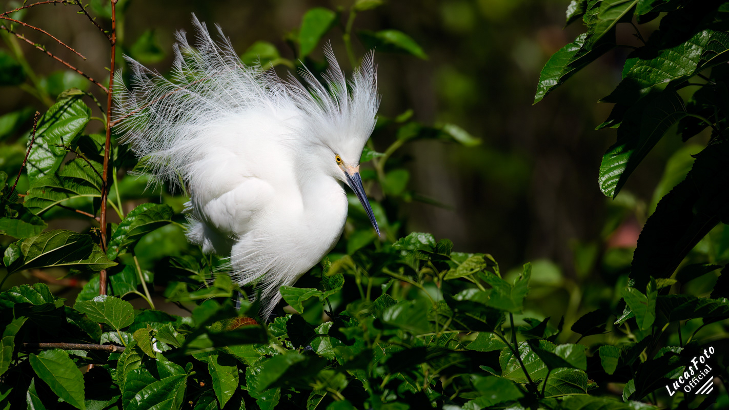 Snowy Egret