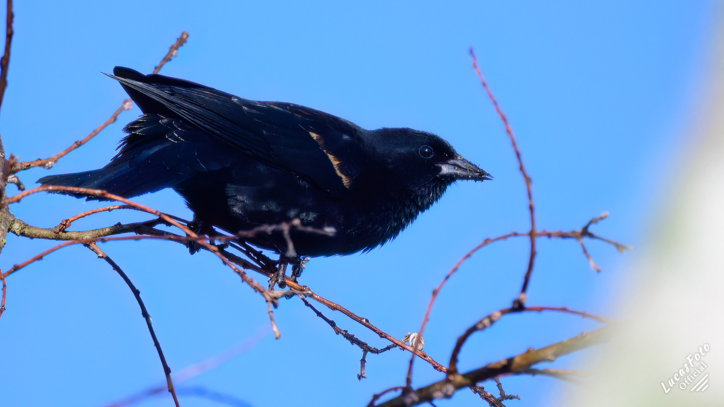 Red-winged Blackbird