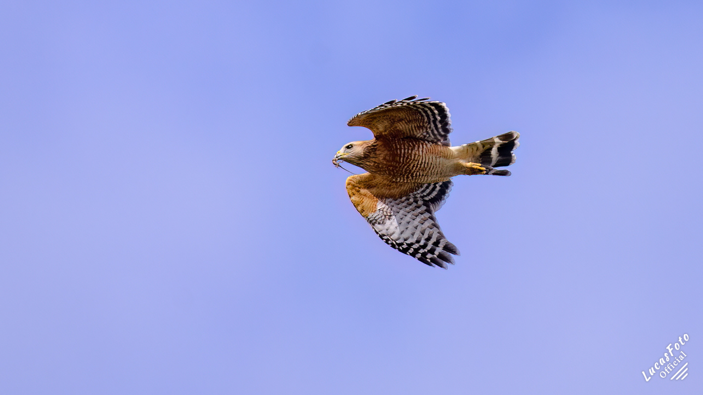 Red-shouldered Hawk