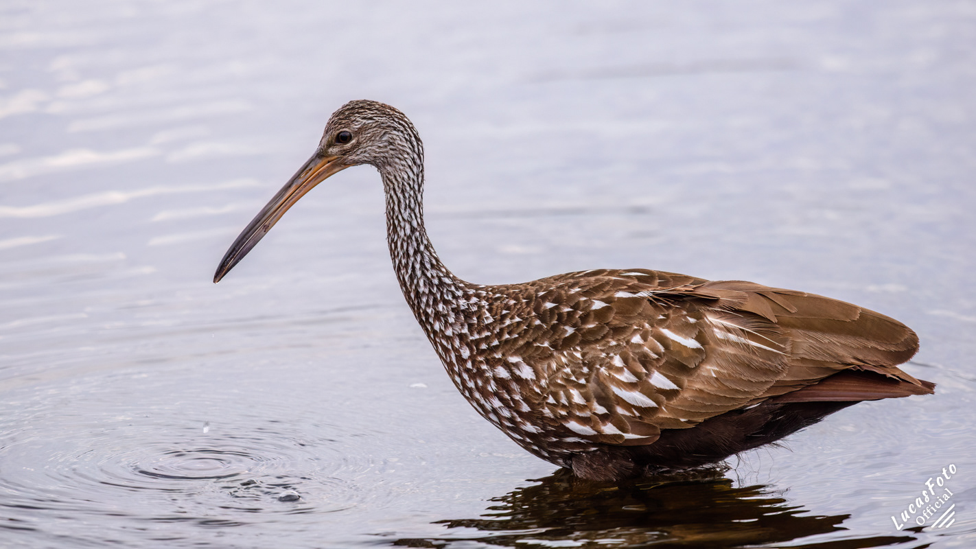 Limpkin