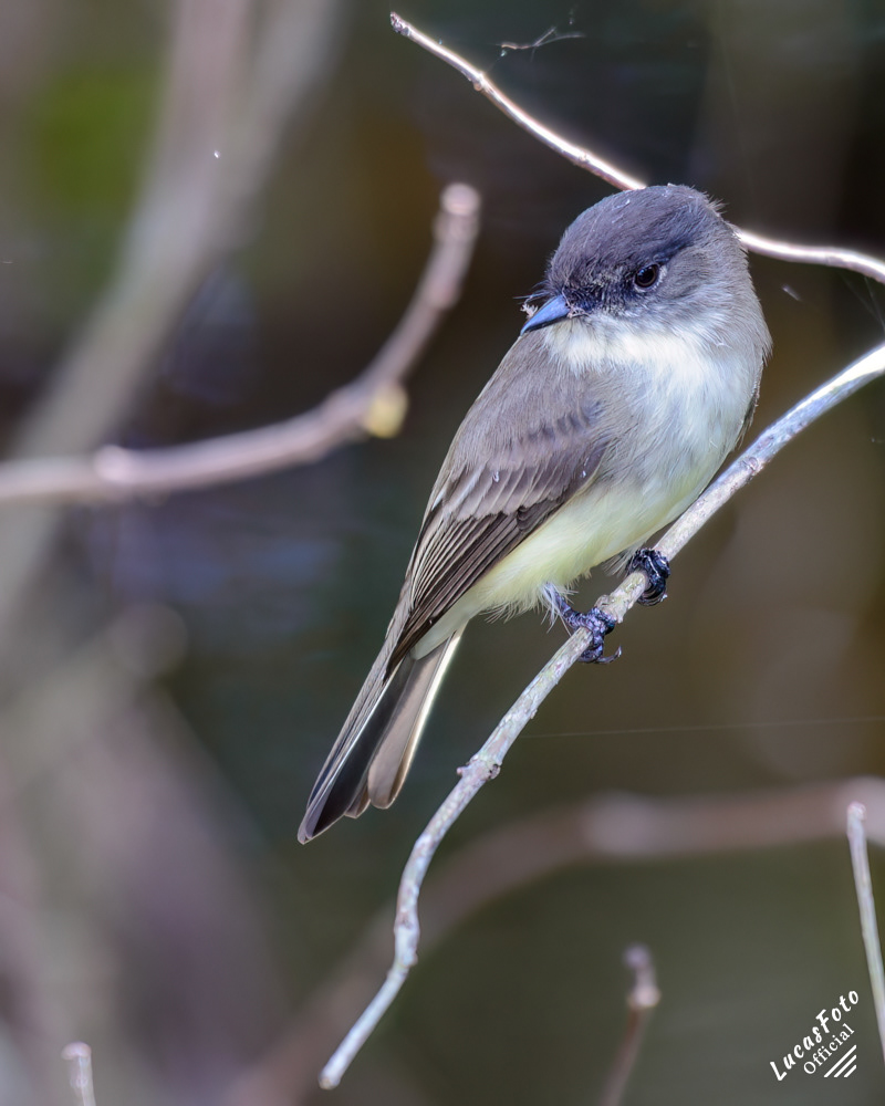 Eastern Phoebe