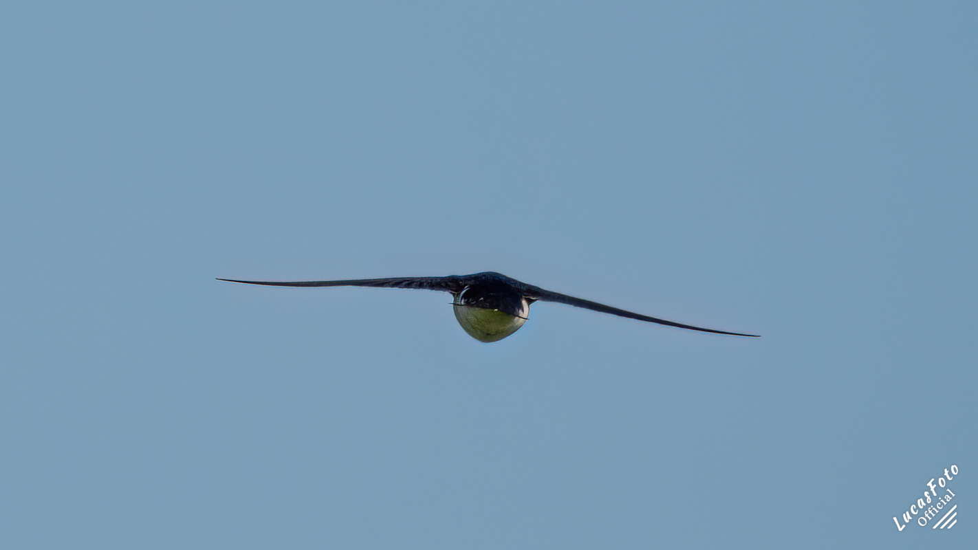 Tree Swallow