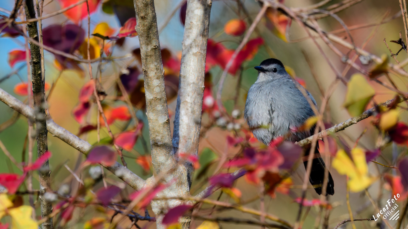 Gray Catbird