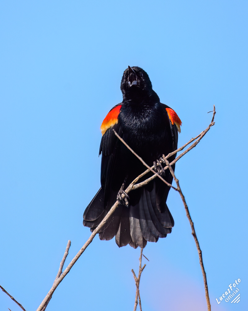 Red-winged Blackbird