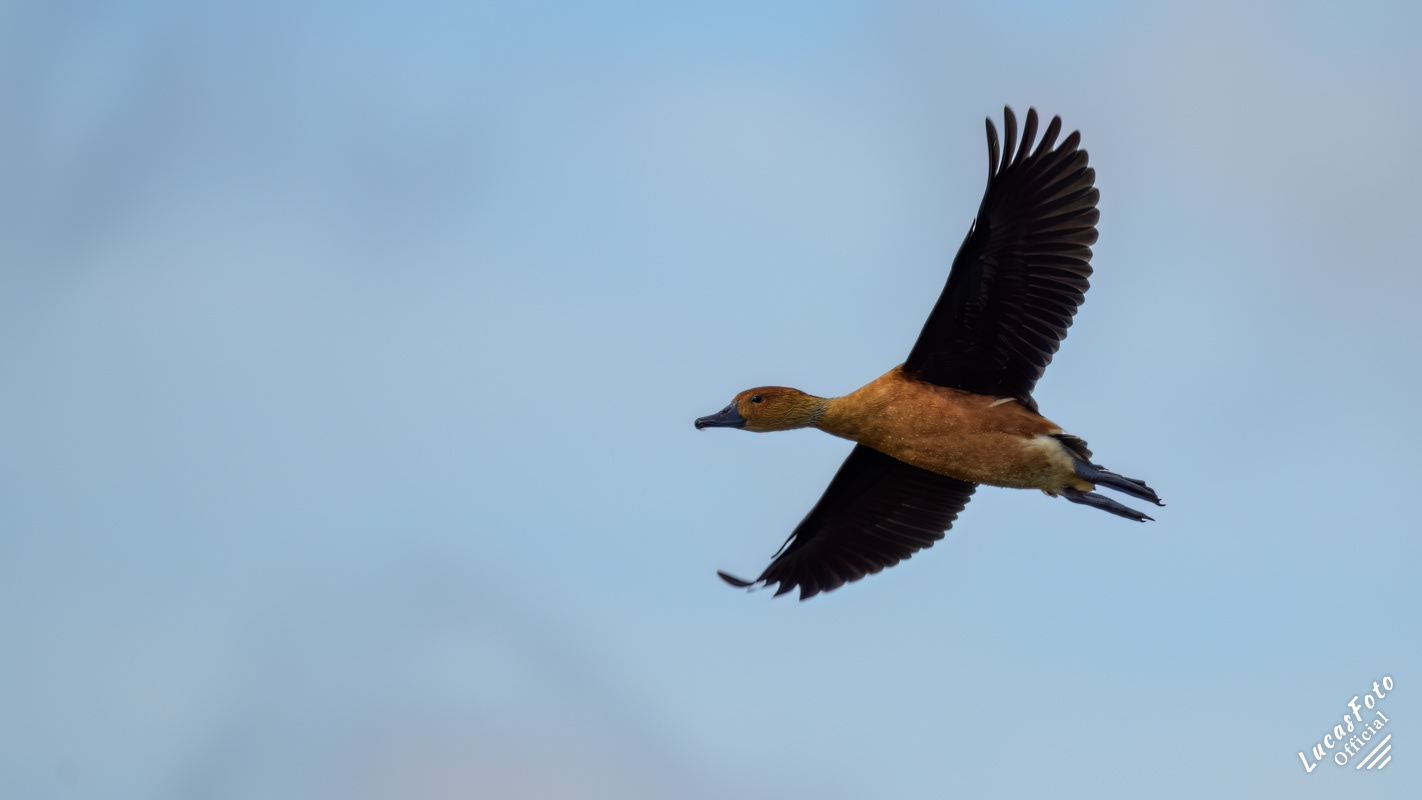 Fulvous Whistling-Duck