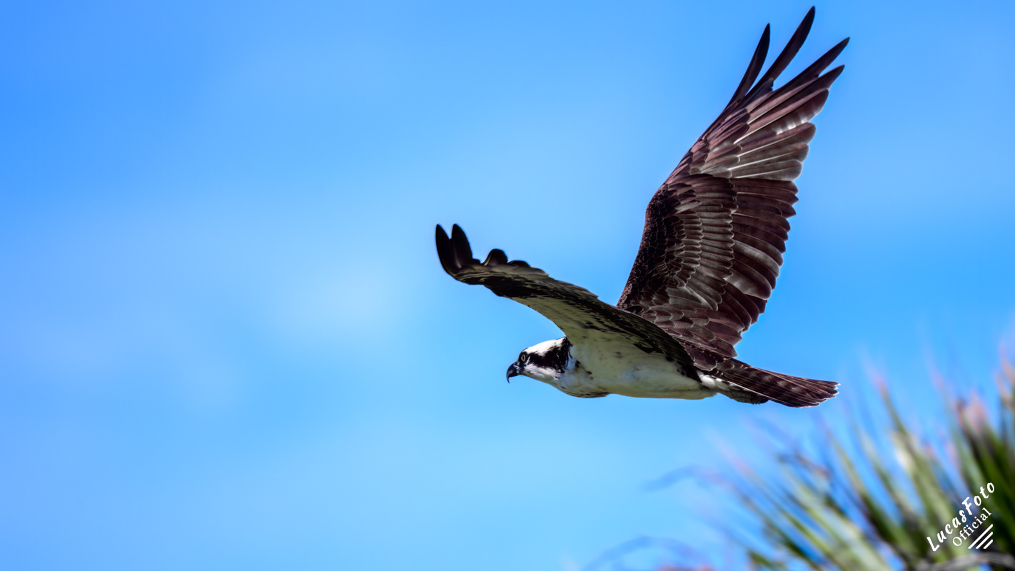 Osprey