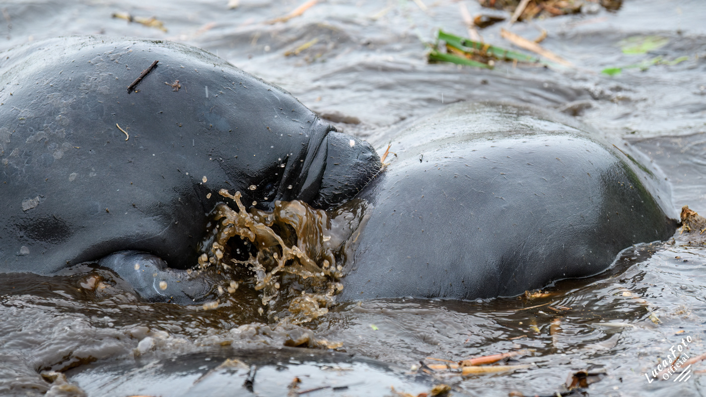 Manatee Mating Ball/Herd