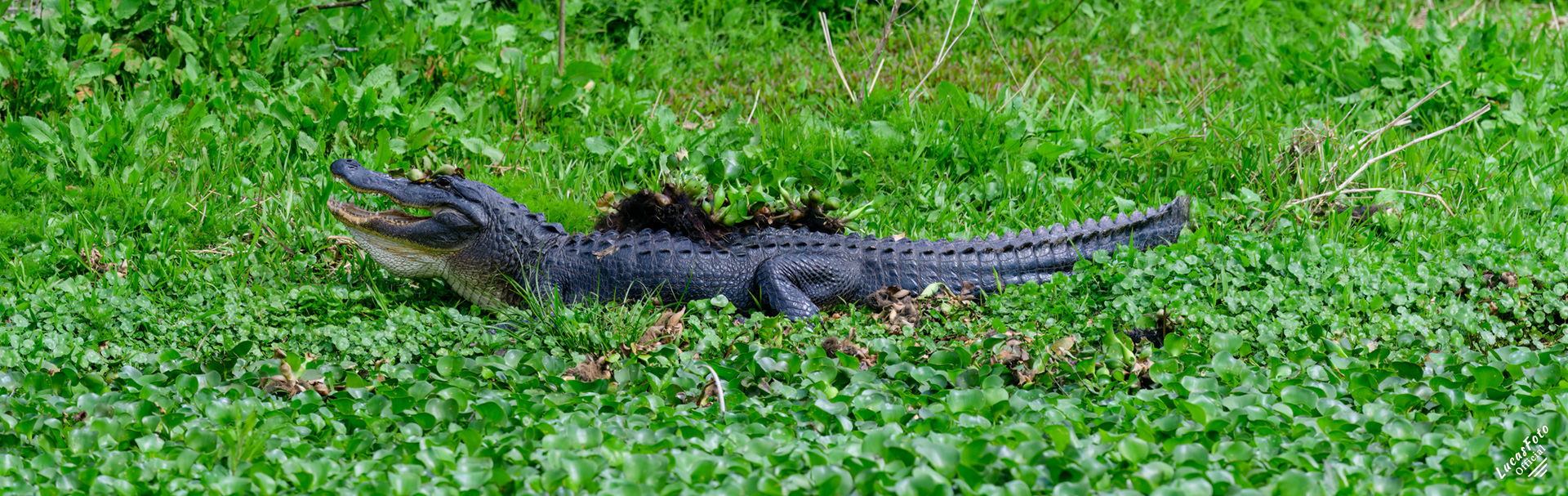 Alligator