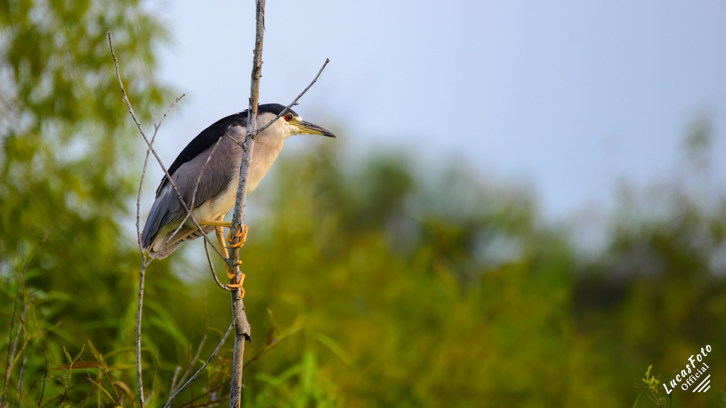 Black-crowned Night Heron