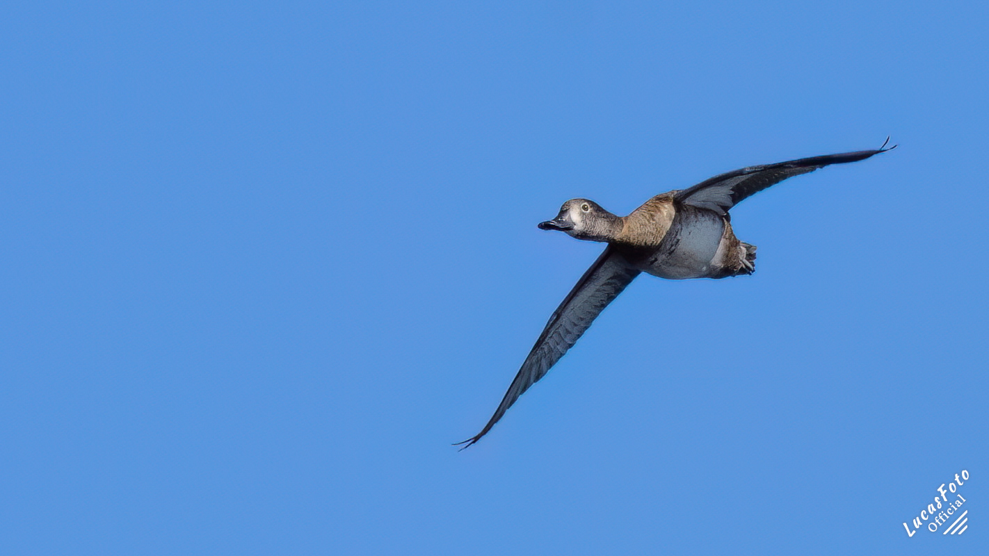 Ring-necked Duck