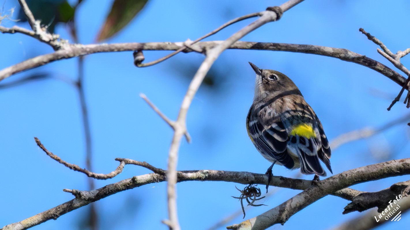 Yellow-rumped Warbler
