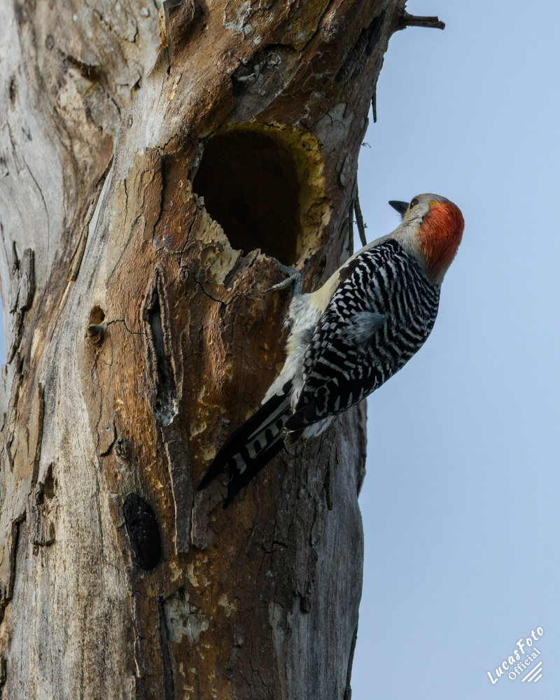Red-bellied Woodpecker