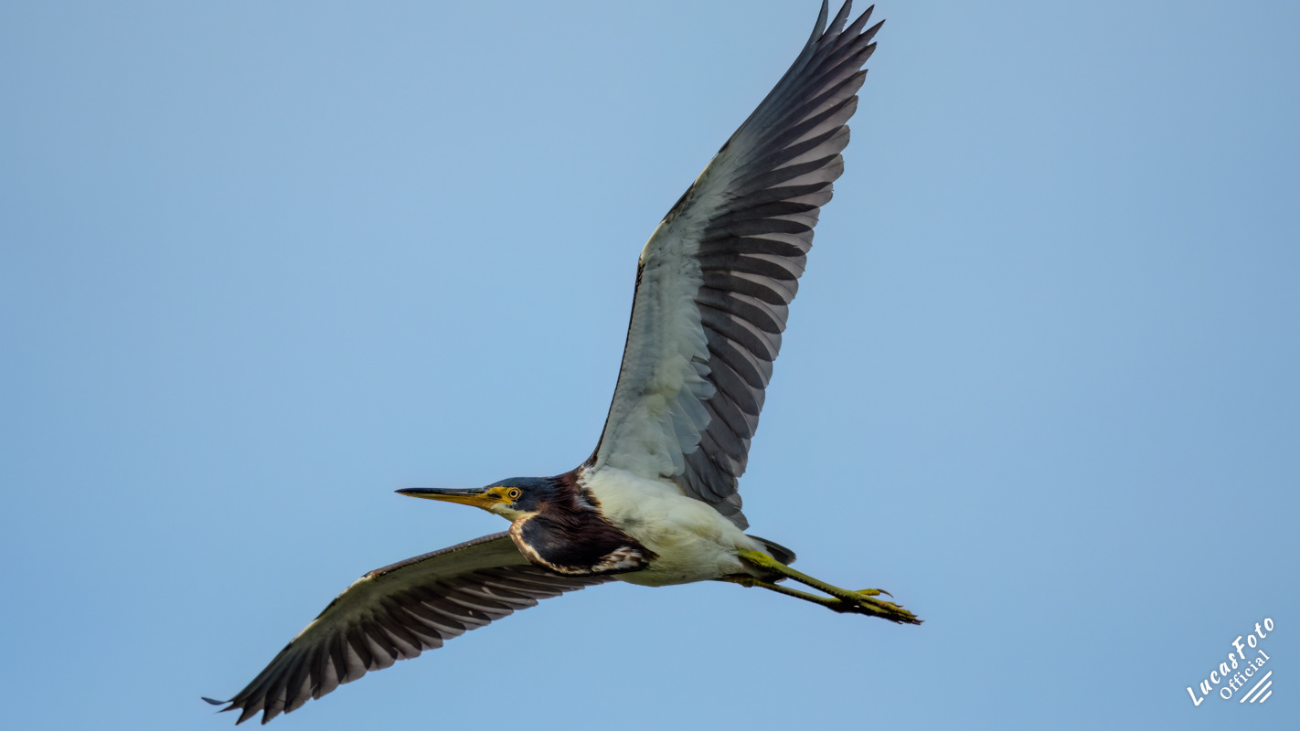 Tricolored Heron