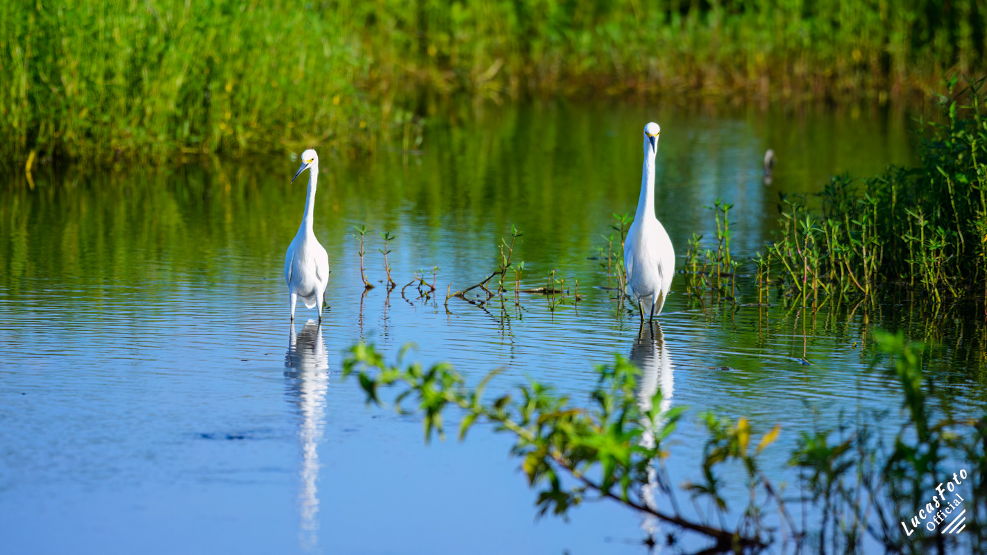 Snowy Egret