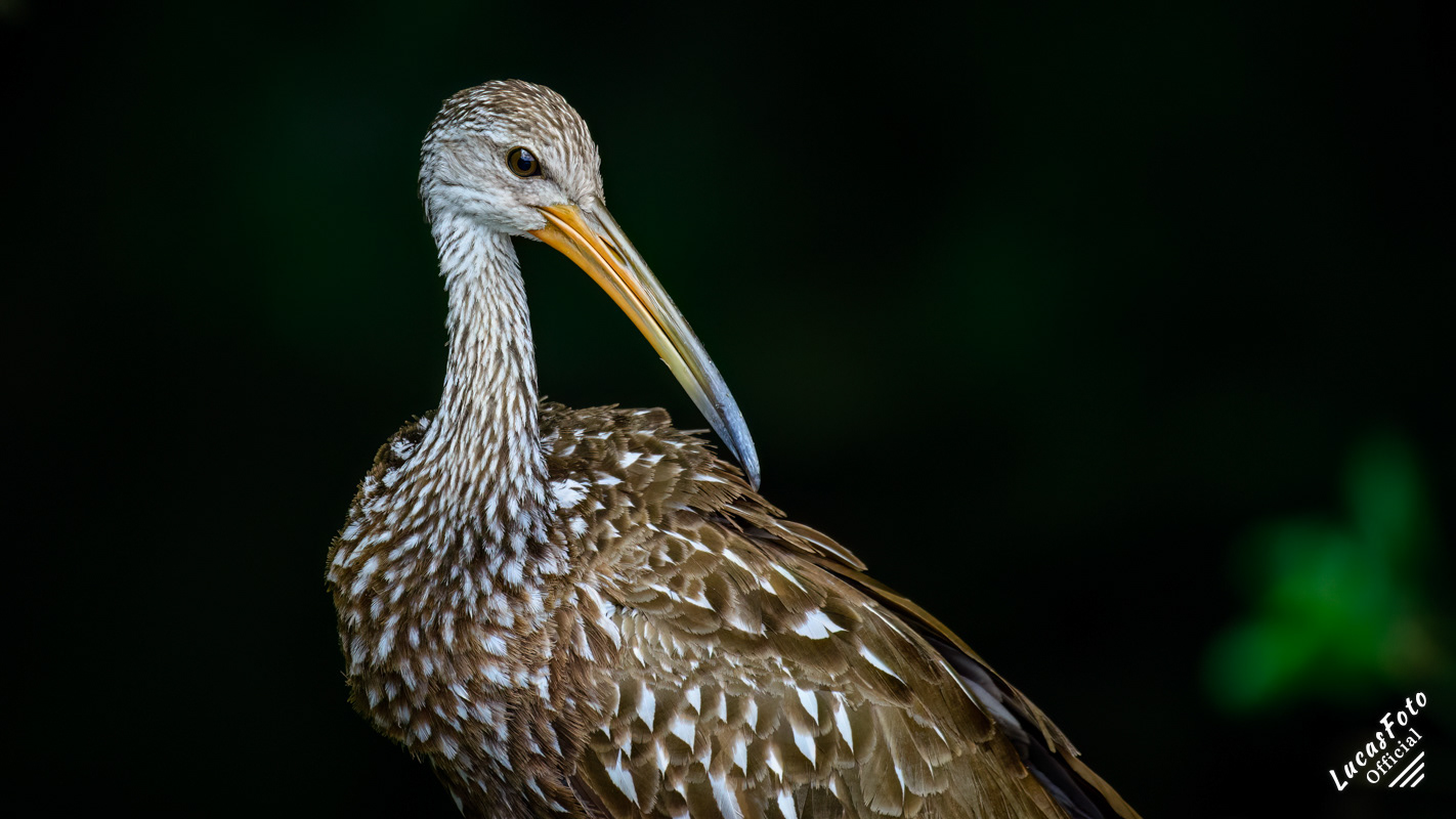 Limpkin